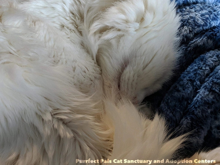 This Same Place Is Where Pika Met His Foster Mom, Jane