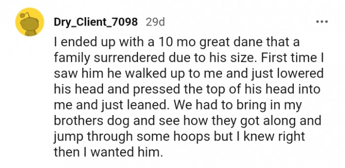 When I knew I wanted a dog