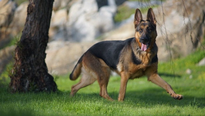 Male German Dog Names