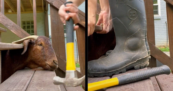 He had fully accepted his fate of living with his head stuck between those steps for the rest of his life