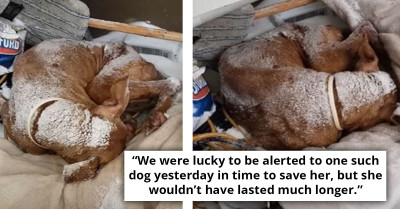 Dog Abandoned In Blizzard Spends Days Braving The Cold In The Snow