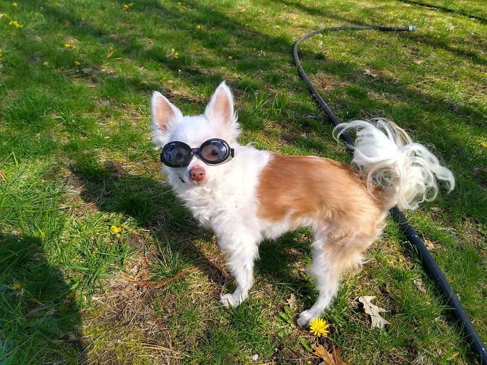 14. “My 15-Year-Old Chihuahua Has Very Sensitive Eyes Due To Iris Atrophy. Here She Is In Her “Doggles”