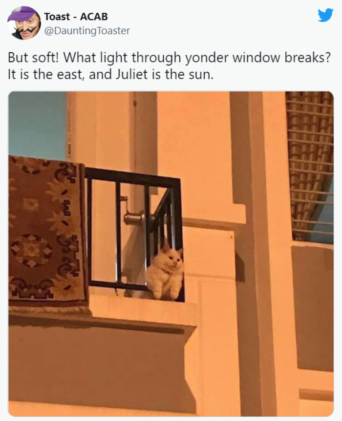 Cat is feeling a bit romantic while watching the sun.