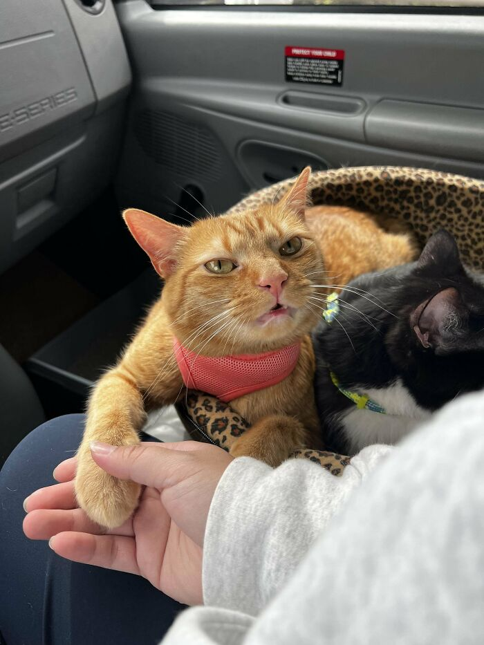 28. He’s holding paws for emotional support—and maybe leverage to turn the car around.