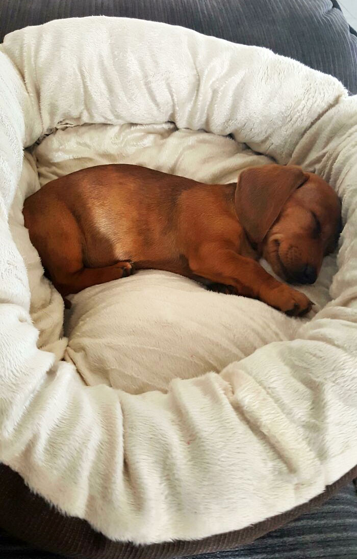 "Got A Sausage Dog Yesterday. Everyone, Meet Soda"