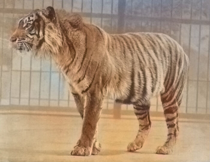 Javan Tiger - Extinct 2008