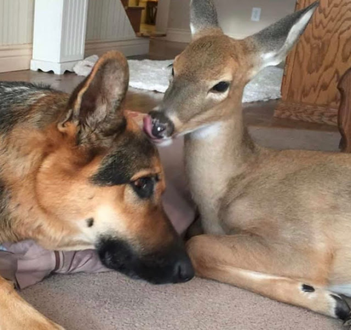 An orphaned fawn named Buckwheat holds a special place in Sarge's heart.
