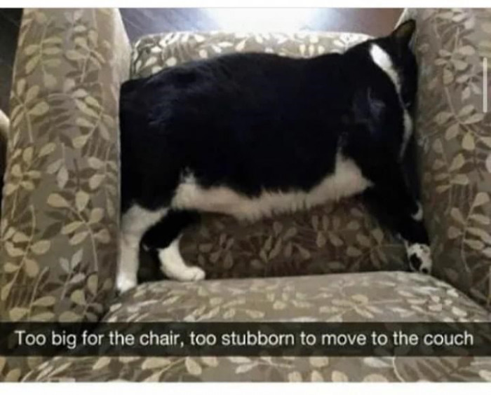 1. Too big and too stubborn