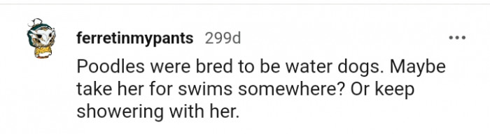 9. Take Your Poodle for a Swim Sometimes