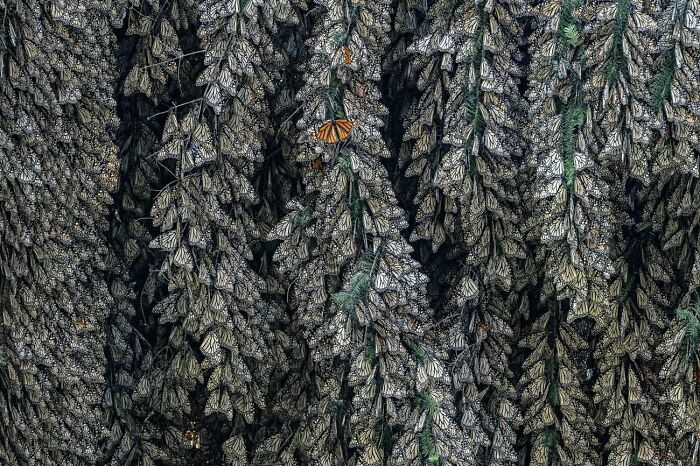 “The Last Monarch” By Jaime Rojo