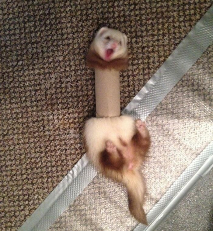 "She Never Thought The Toilet Paper Roll Would Fight Back"