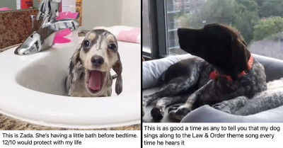 12 Dog Pics And Clips To Put Your Mind At Ease And Briefly Forget About What's Happening In The World