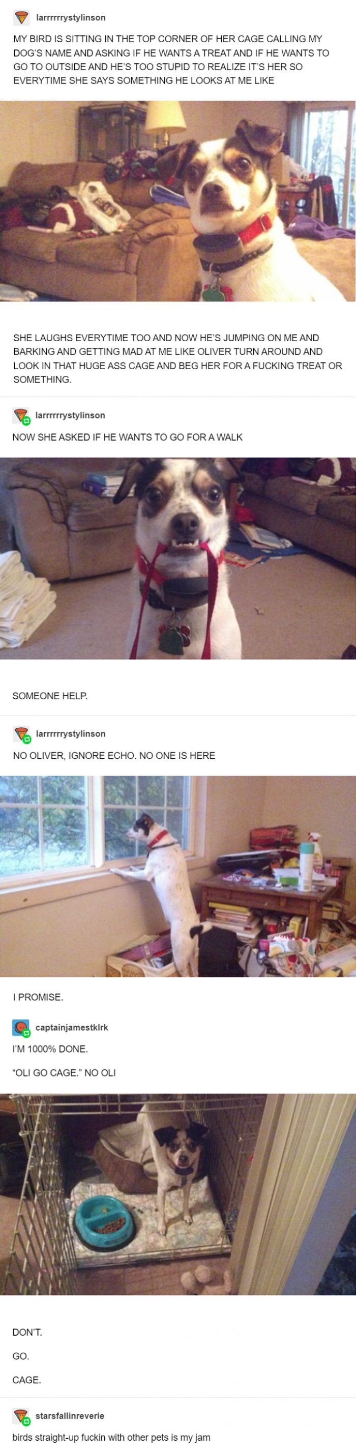 1. Doggo gets confused because of a talking bird.