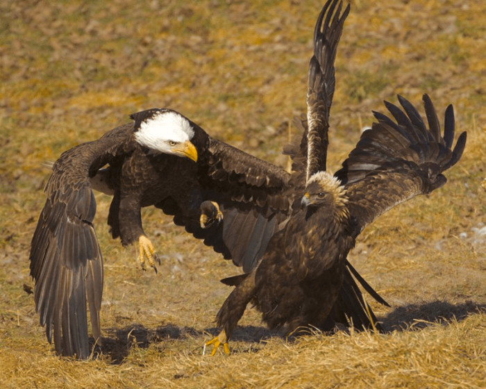 8. Eagles are loyal birds that mate with one partner for life.