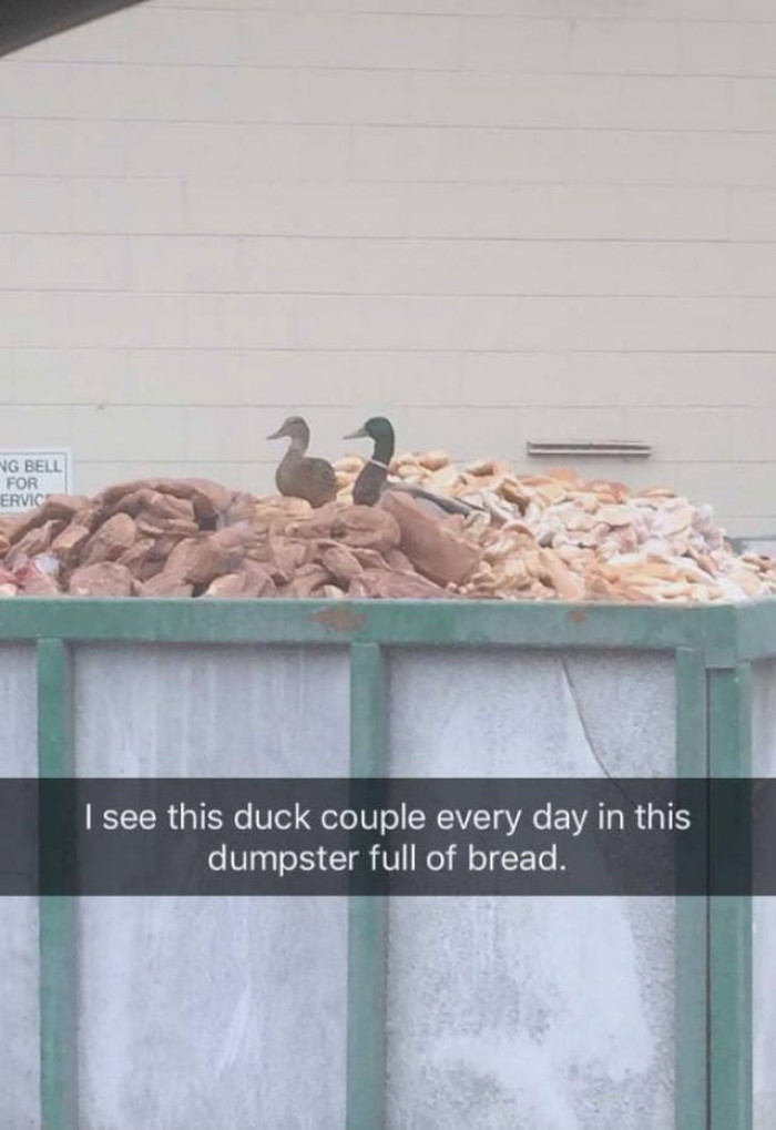 12. This duck couple hit the jackpot