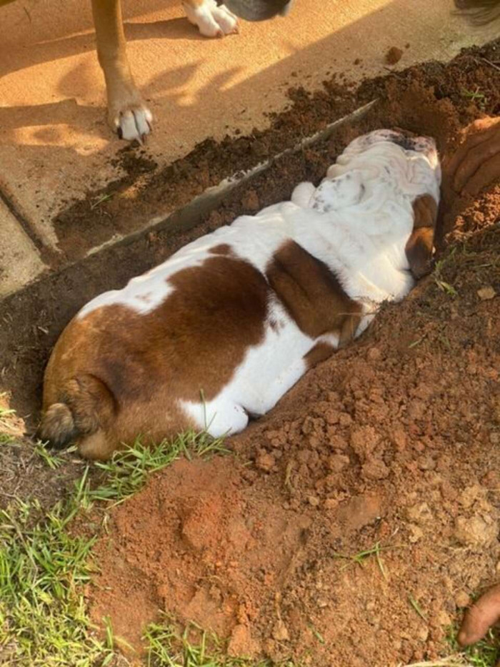 He never misses a chance to take a nap in a hole.