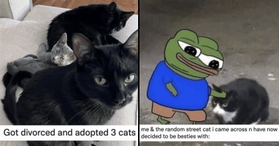 15 Cat Tweets That Are Guaranteed To Make Your Day