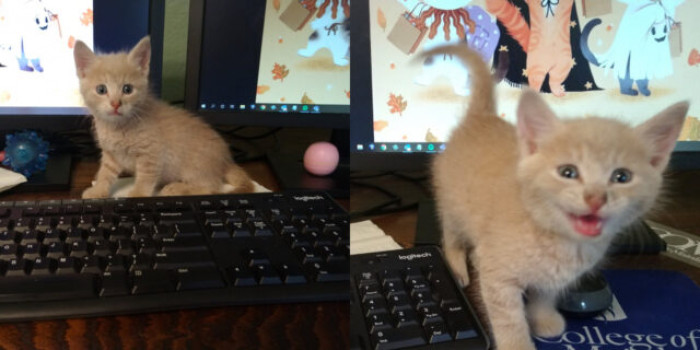 3. “Before and after he learned we were charging him two full months’ rent even though he’s only six weeks old.”