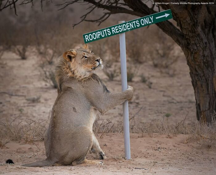 Lion Takeaway By Willem Kruger