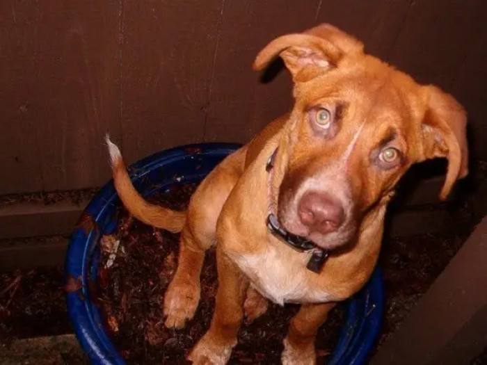 19. A Planter Pot Sitter