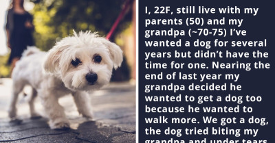 Reddit User Looks For Advice On Whether Or Not They Should Stop Walking Their Family Dog