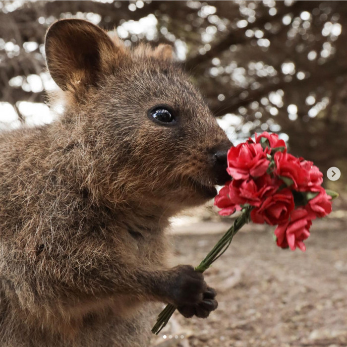 A Quokka that knows how to stop and smell the roses