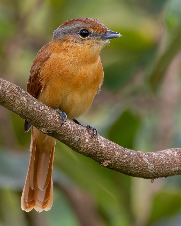 Chestnut-Crowned Becard