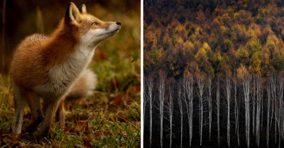 Photographer Shares Pictures Of Wild Foxes And Landscapes While Exploring The Wonderful World Of Japan