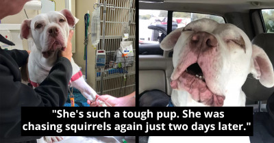 Brave Pit Bull Rescues Foster Mom From Rattlesnake