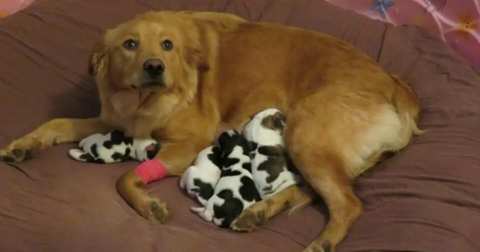 The Couple Waited in Anticipation for the Arrival of the Babies