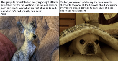 Twitter Thread Inspires Users to Share About the Routines Their Dogs Have Developed for Putting Themselves to Sleep
