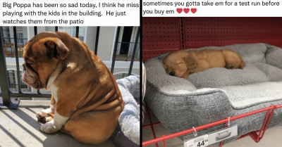 Magical Dog Tweets You Definitely Need To Introduce Into Your Life