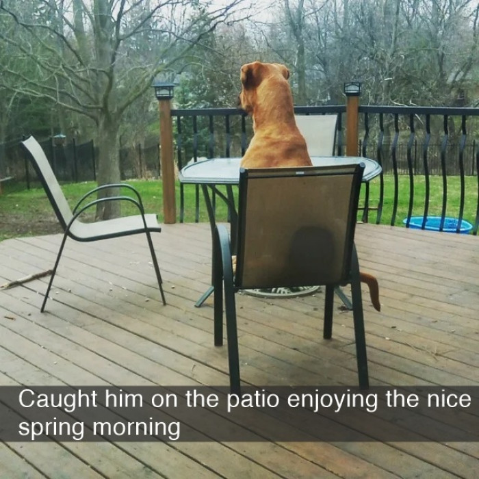 12. Doggo loves his alone springtime