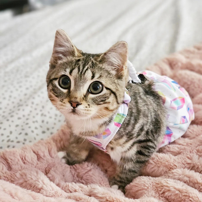 All her clothes suit her well, so it can be hard to choose which one she'll wear for the day.