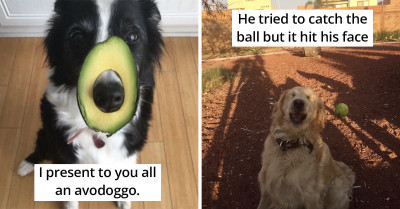 40 Of The Best Tweets About Dogs, Ever