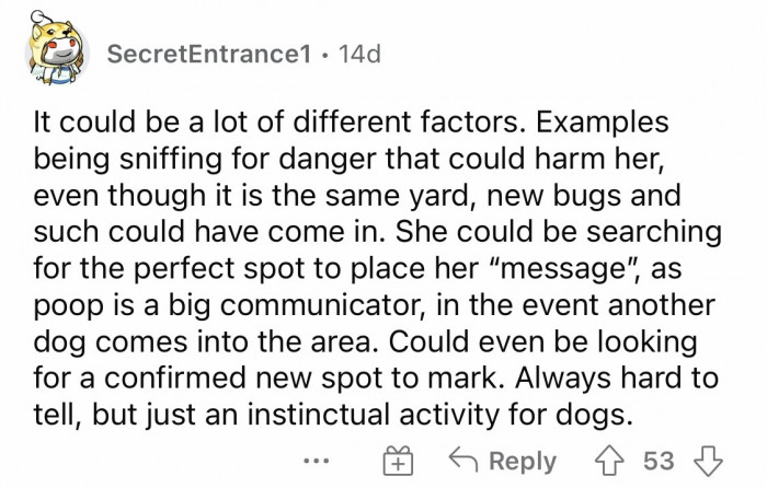 #6 Indeed, it is an instinctual activity for dogs.