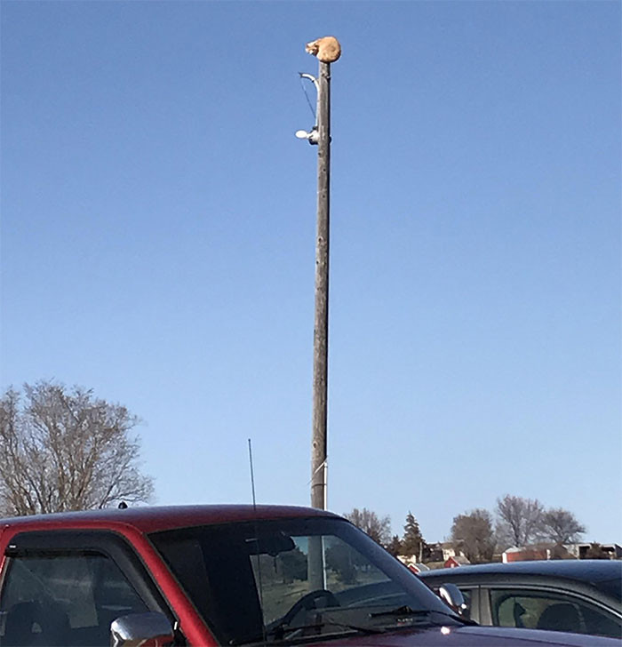 12. Cat gets stuck on top of a pole