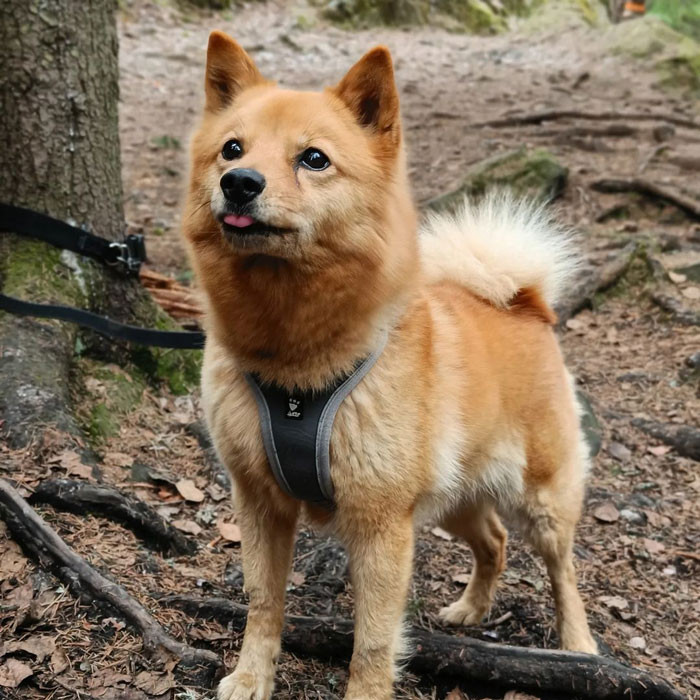 15. Finnish Spitz