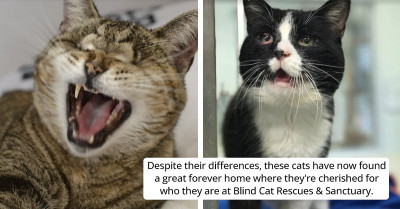 Sanctuary Saves Blind Cats From Euthanasia And Gives Them New Home