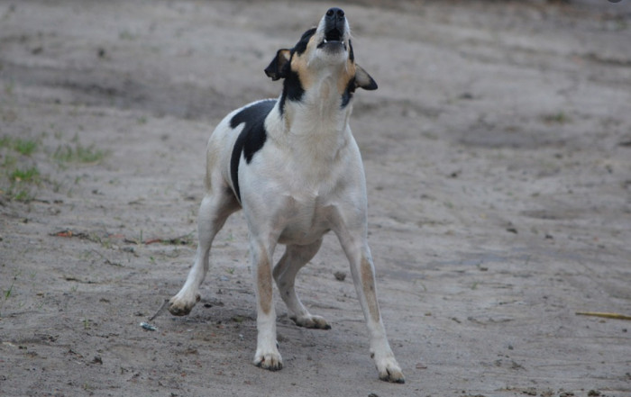 Dogs have a sixth sense