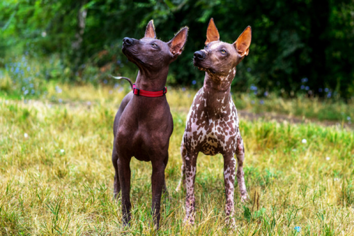 15. Xoloitzcuintli