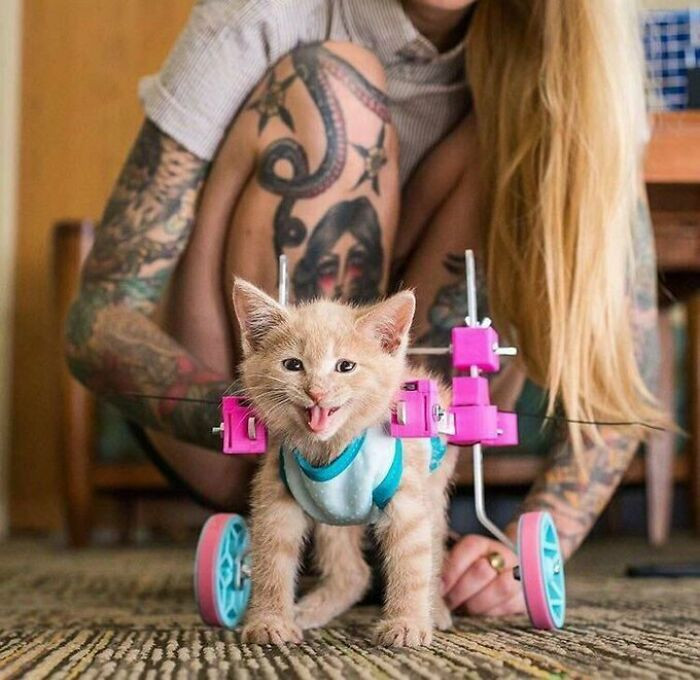 "Chloe The Paralyzed Kitten Is So Happy In Her 3D-Printed Wheelchair!"