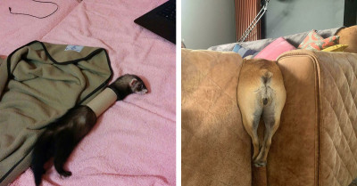 25 Times Animals Made Mistakes While Gallivanting And Ended Up Needing Humans To Rescue Them