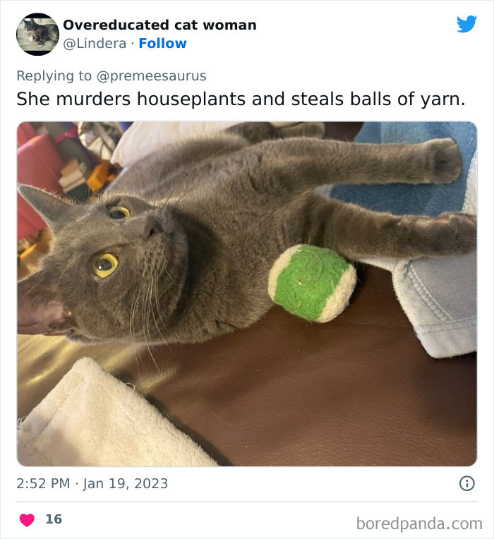 16. Houseplants and balls of yarn are in trouble