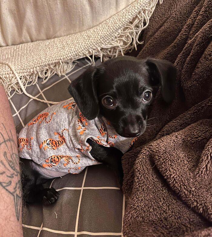 10. About 7 Months Ago, I Posted About Having Rescued This Baby From A Hoarder. She Is 9 Months Old Today. She’s Doing Amazing