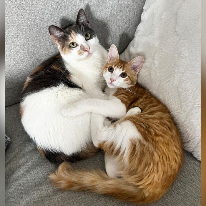 The sweet ginger kitten has settled in nicely at his forever home with his new humans and furry siblings.