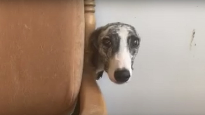 We're just so thankful that people like her exist to help save these abandoned animals.