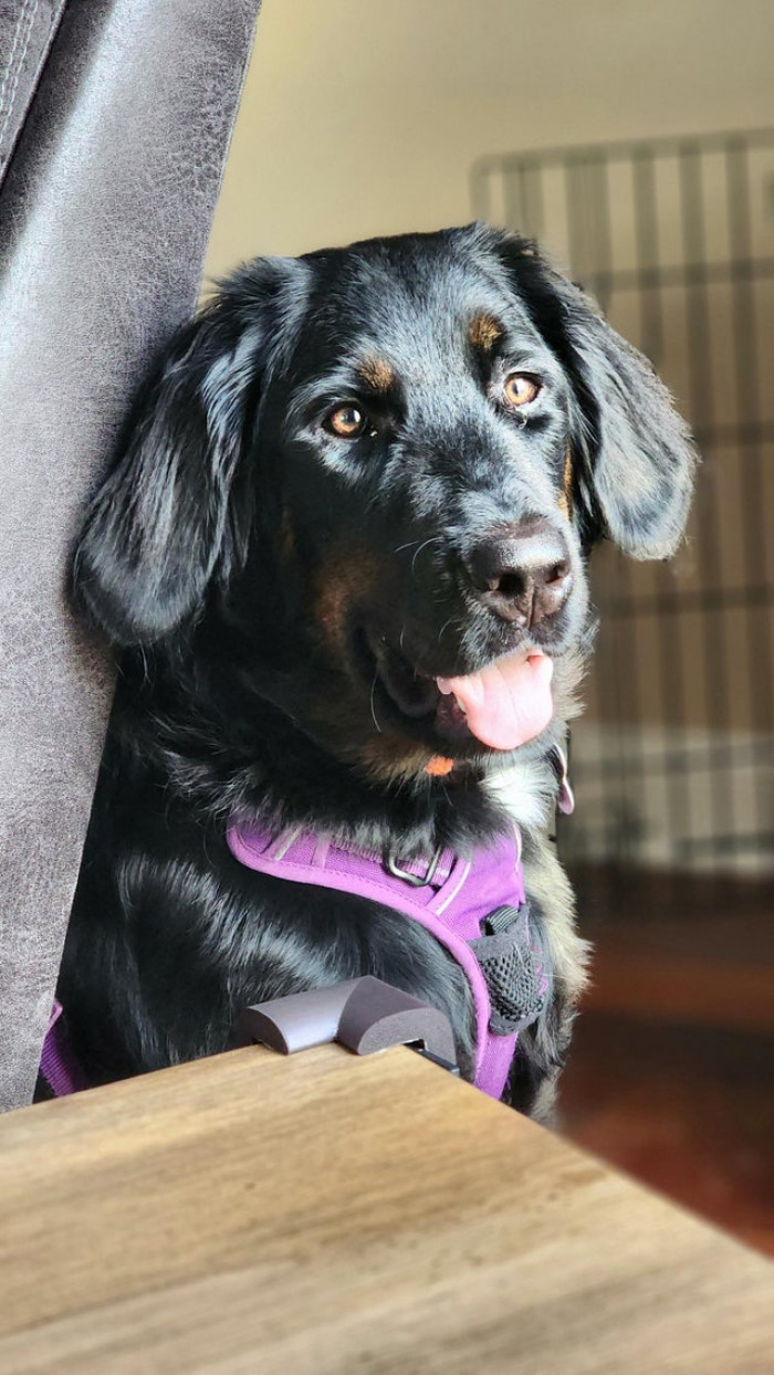 The OP paid the dog tax