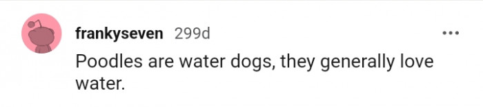 13. Poodles Generally Love Water