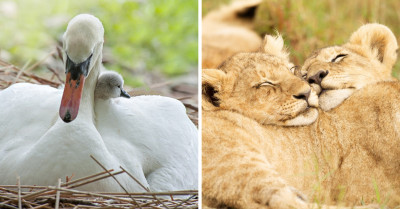 15 Adorable Pictures Of Wild Animals Hugging To Warm Your Heart